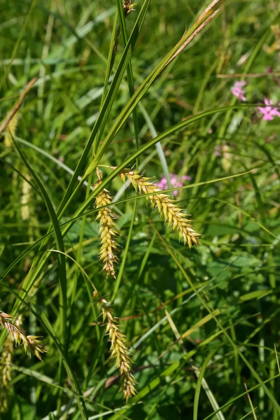 The Carex vesicaria card