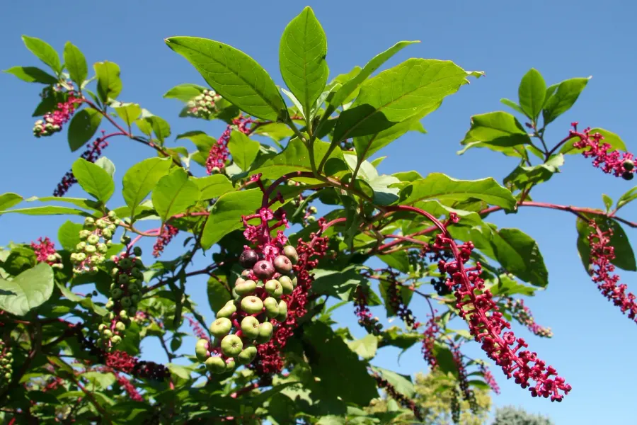 La carte Phytolacca americana