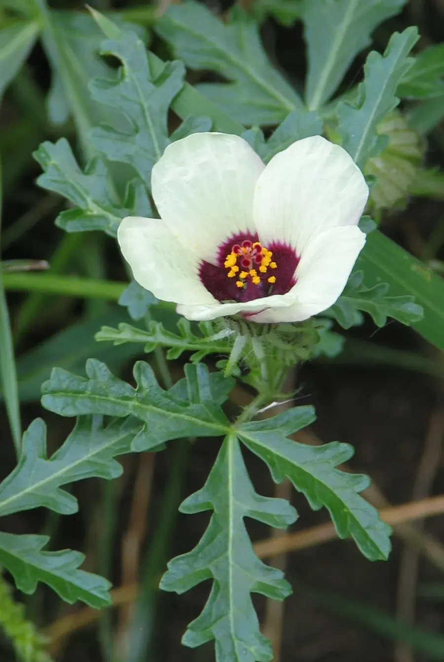 La carte Hibiscus trionum