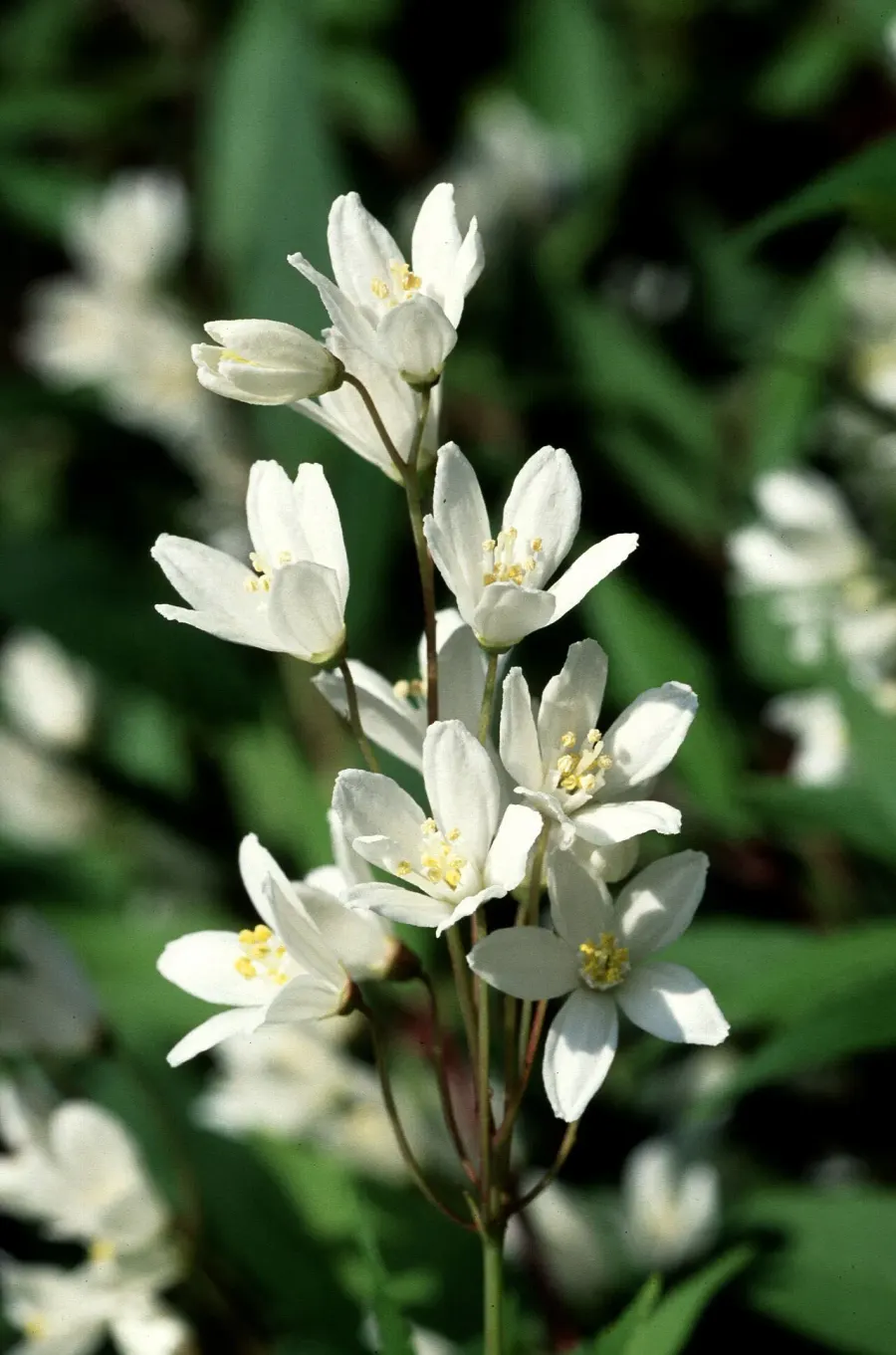 La carte Deutzia