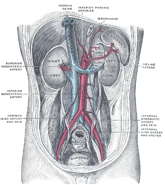 The Hepatic veins card