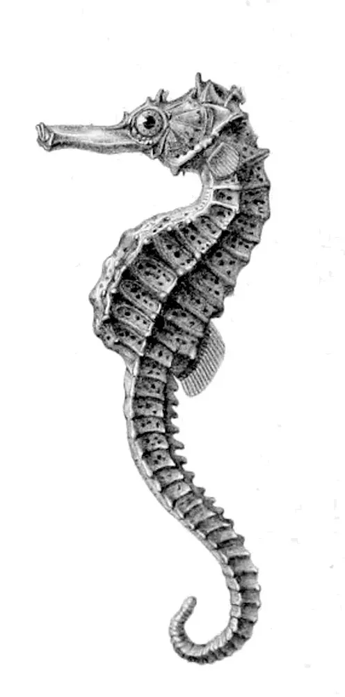 The Réunion seahorse card