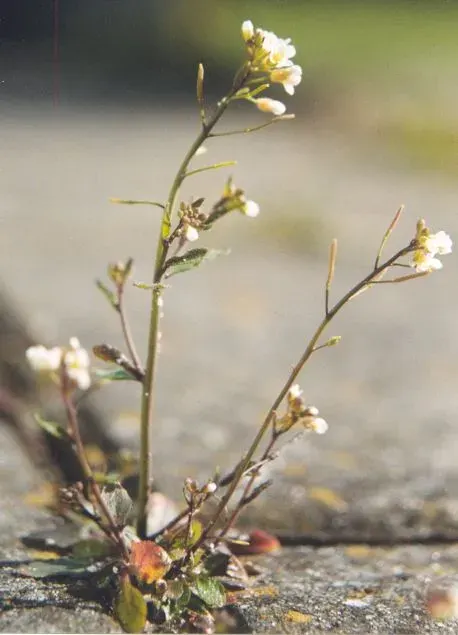 La carte Arabidopsis