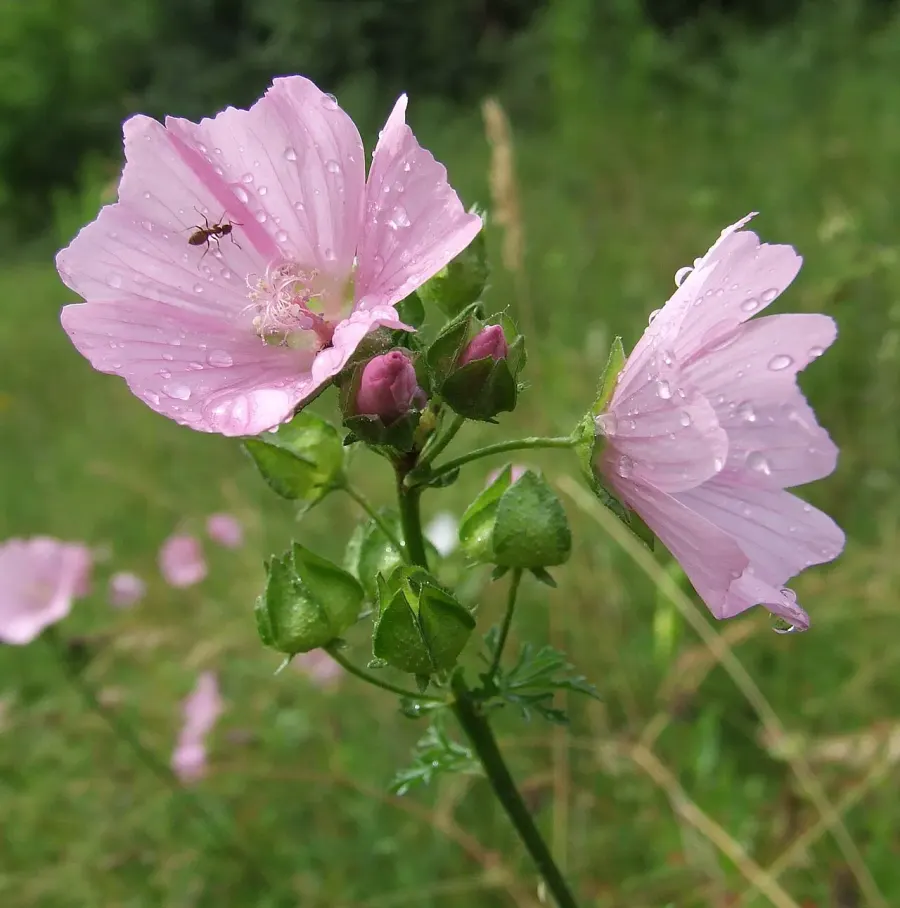 La carte Malva moschata