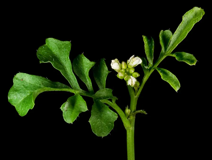 La carte Cardamine hirsute