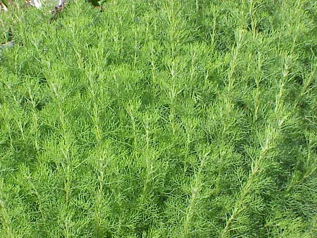 La carte Artemisia abrotanum
