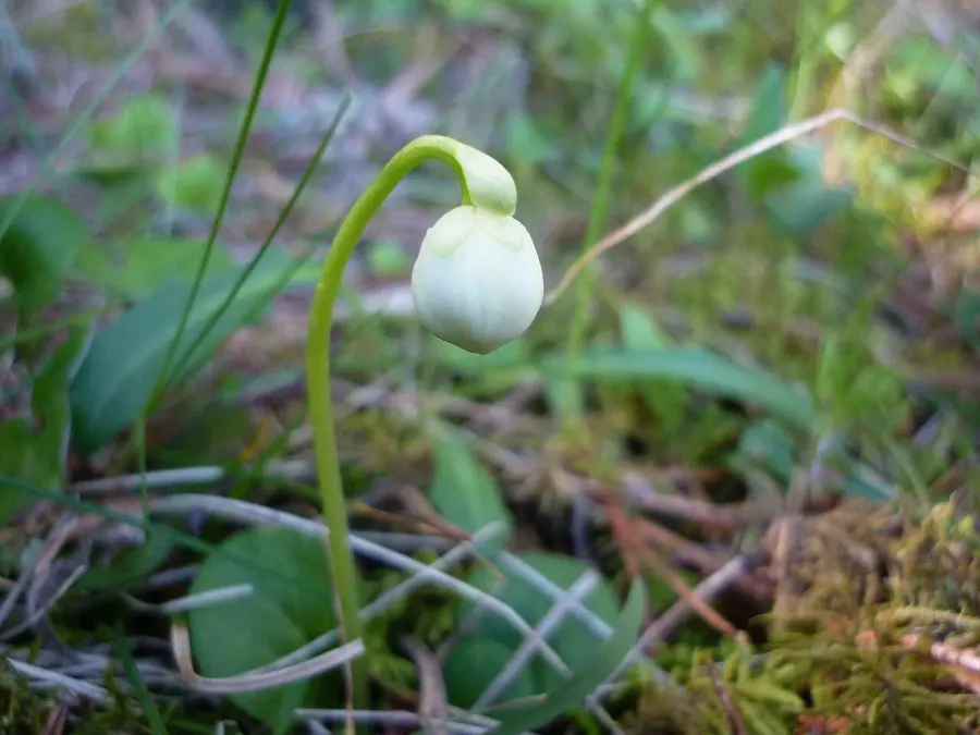The Moneses uniflora card