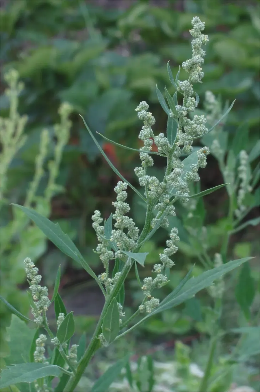 The Chenopodium card