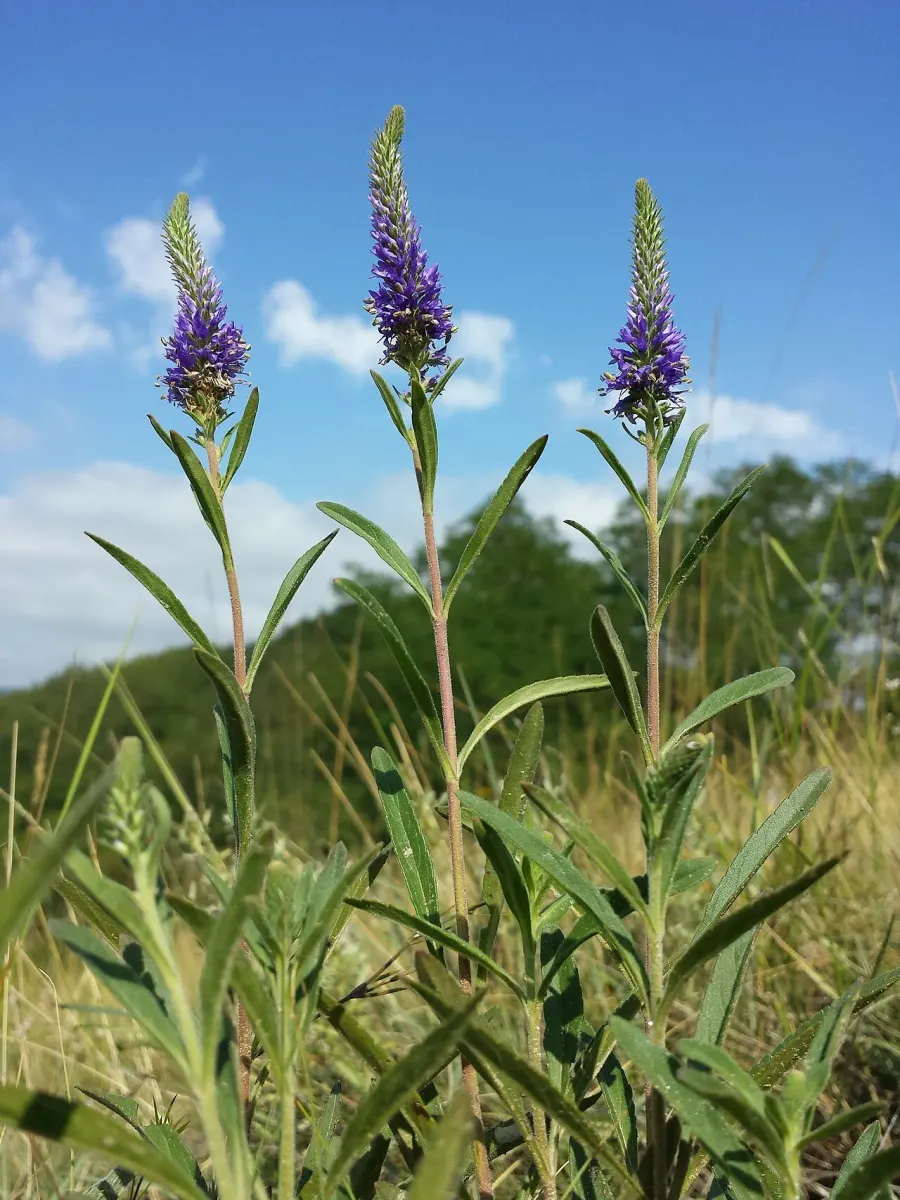 The Veronica spicata card