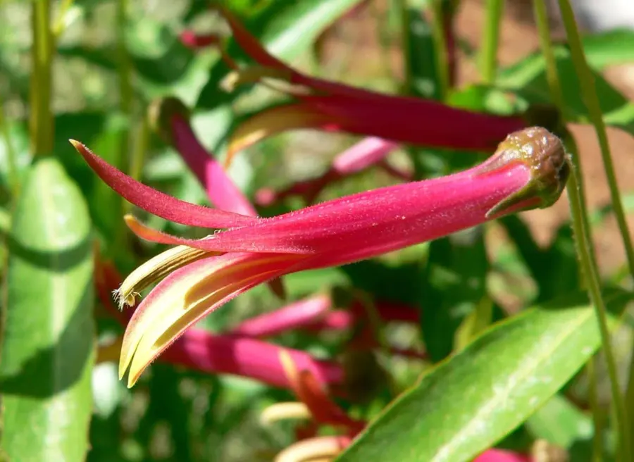 La carte Lobelia