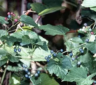 La carte Ampelopsis