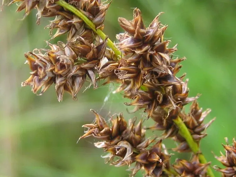 The Carex paniculata card