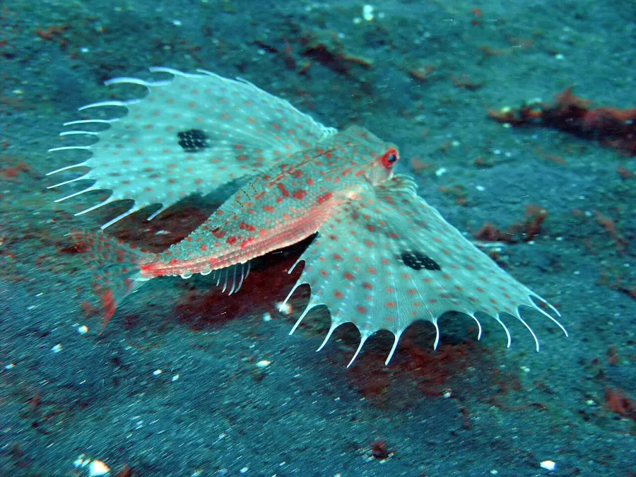 The Oriental flying gurnard card