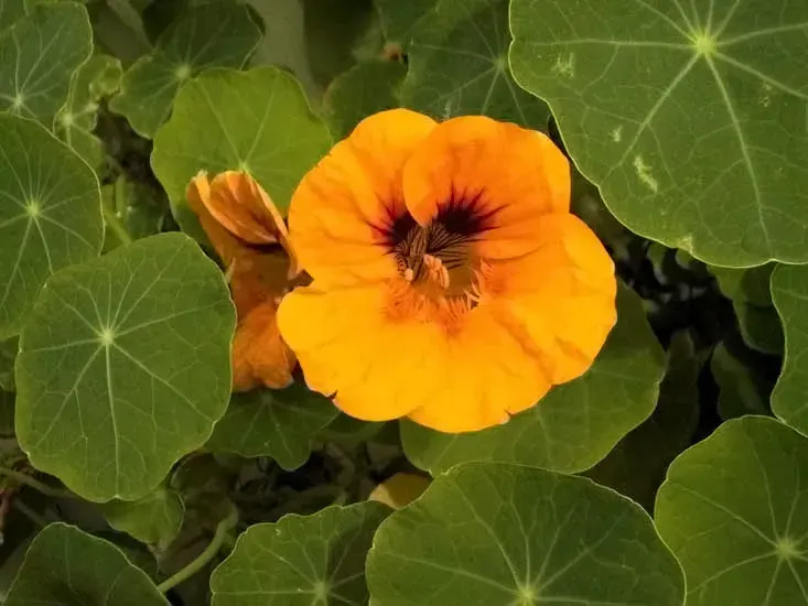 La carte Tropaeolum