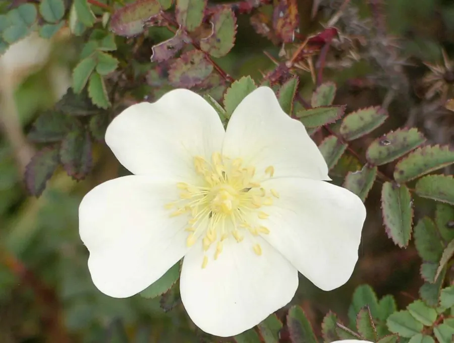 La carte Rosa pimpinellifolia