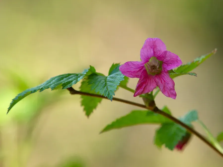 The Rubus spectabilis card