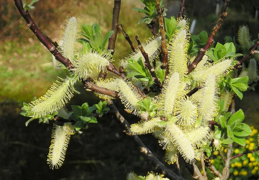 La carte Salix hastata