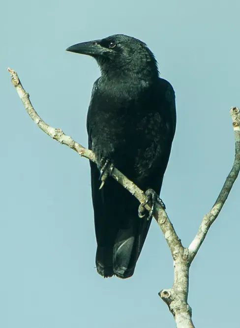 The Cuban crow card
