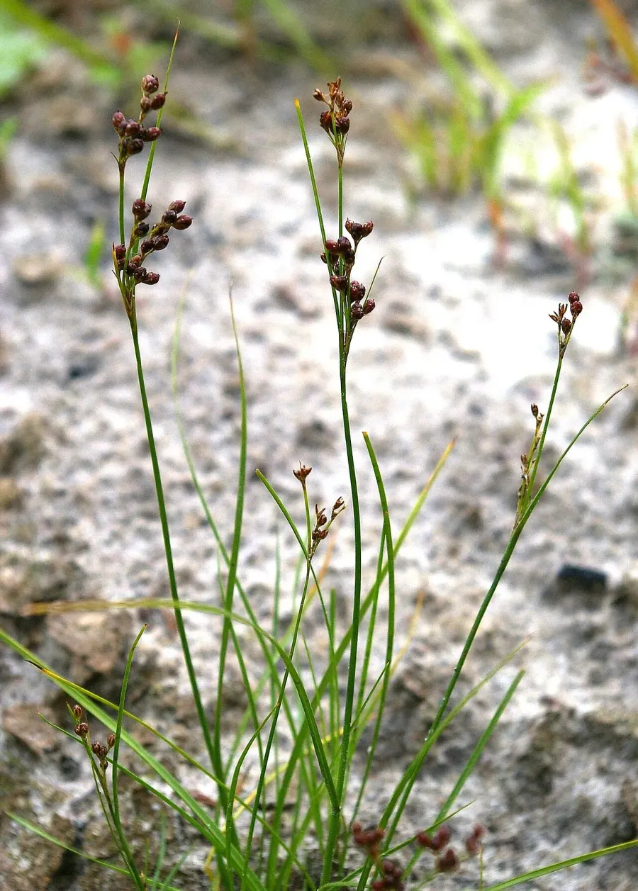La carte Juncus