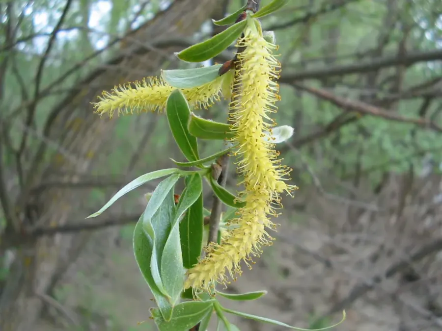 La carte Salicaceae