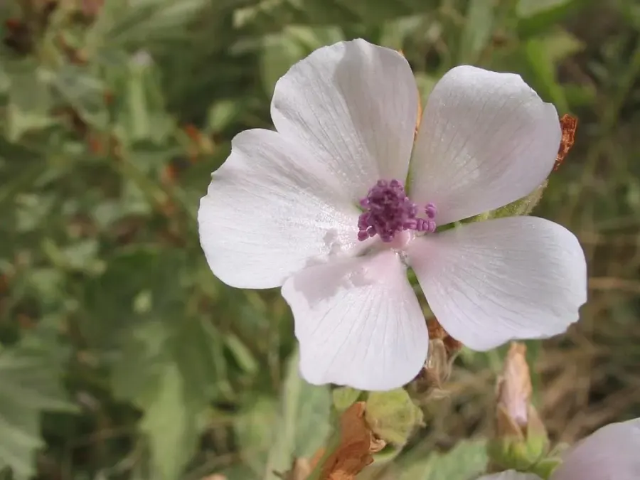 La carte Guimauve officinale