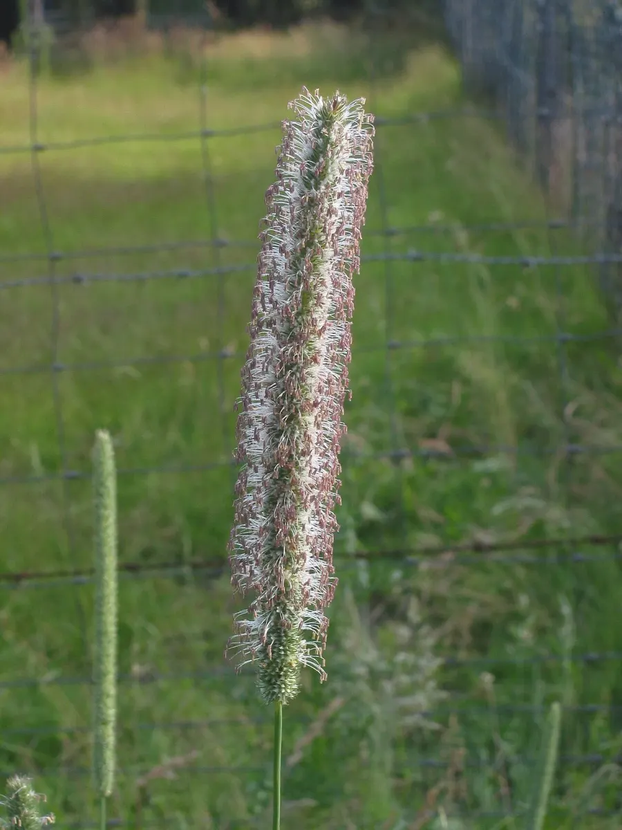 La carte Phleum