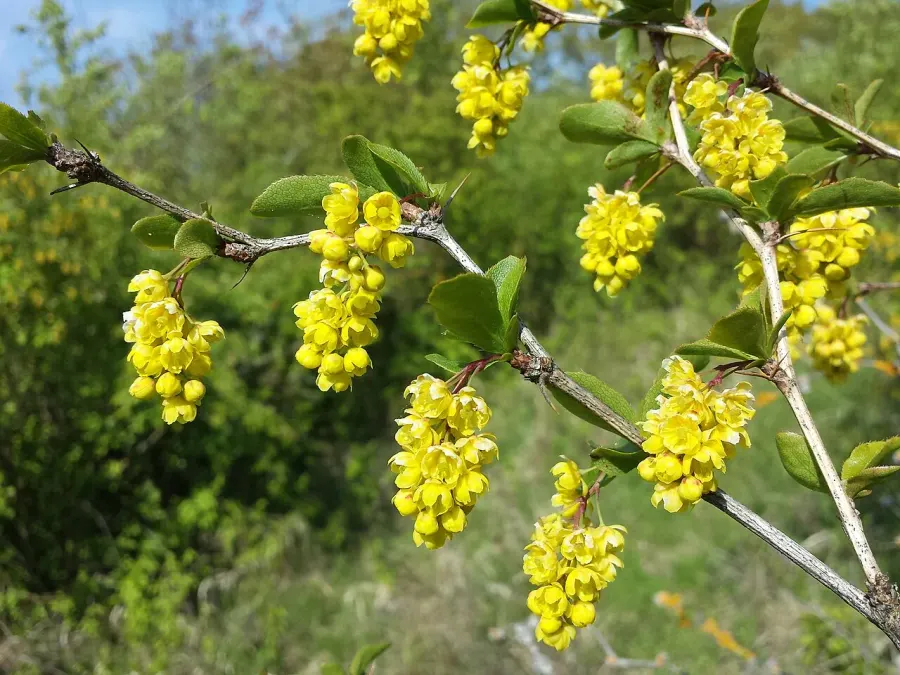 The Berberis card