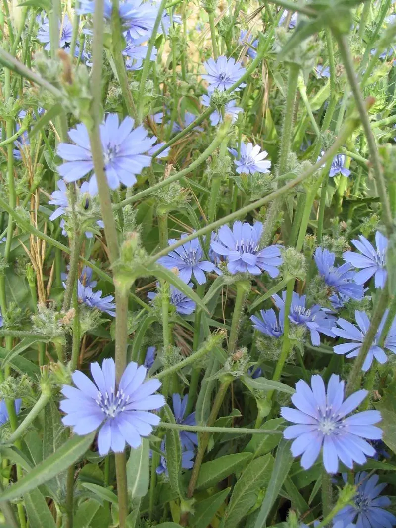 The Cichorium card