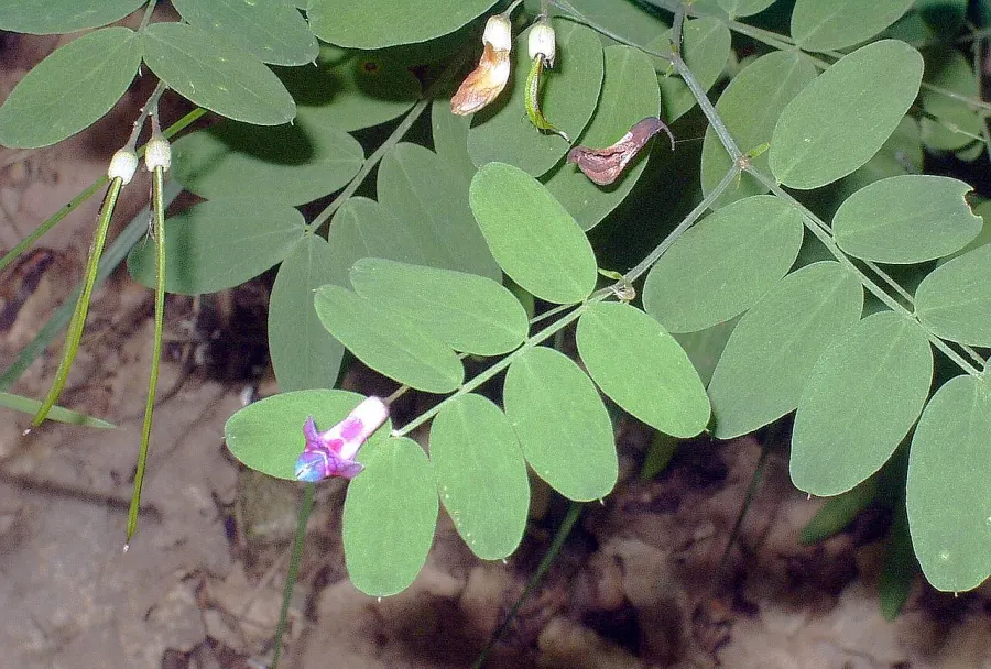 La carte Lathyrus niger