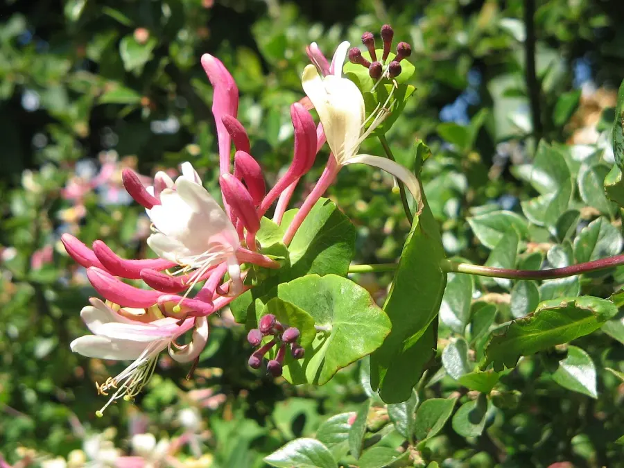 La carte Lonicera caprifolium