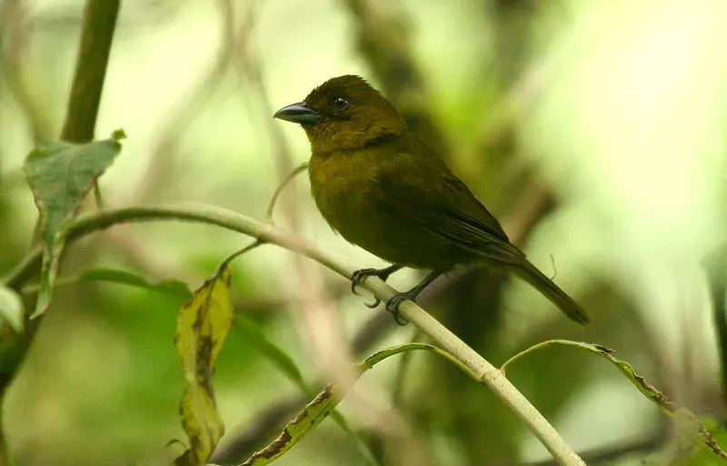 The Carmiol's tanager card