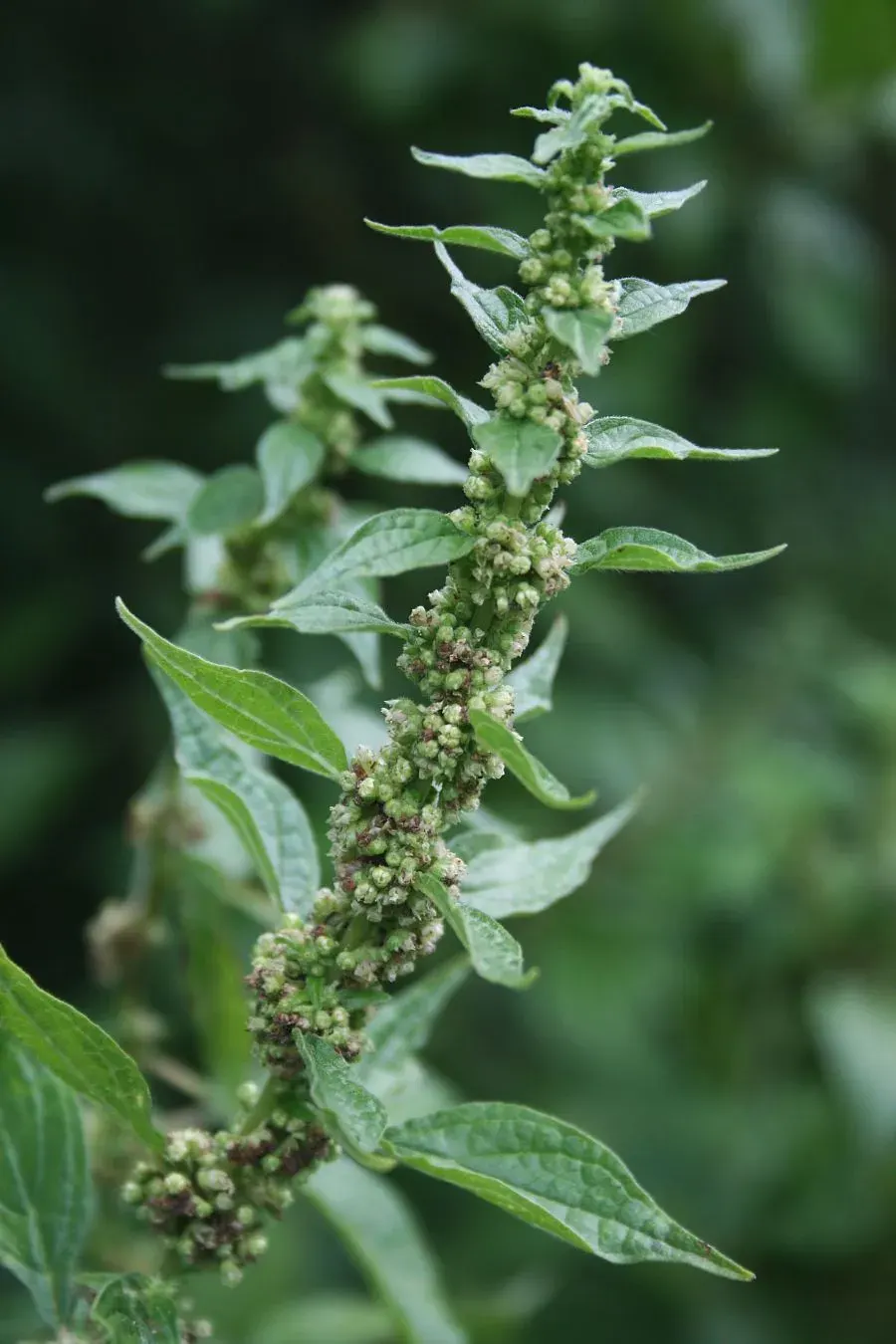 La carte Pariétaire officinale