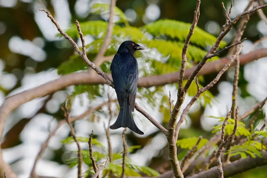 La carte Drongo à gros bec