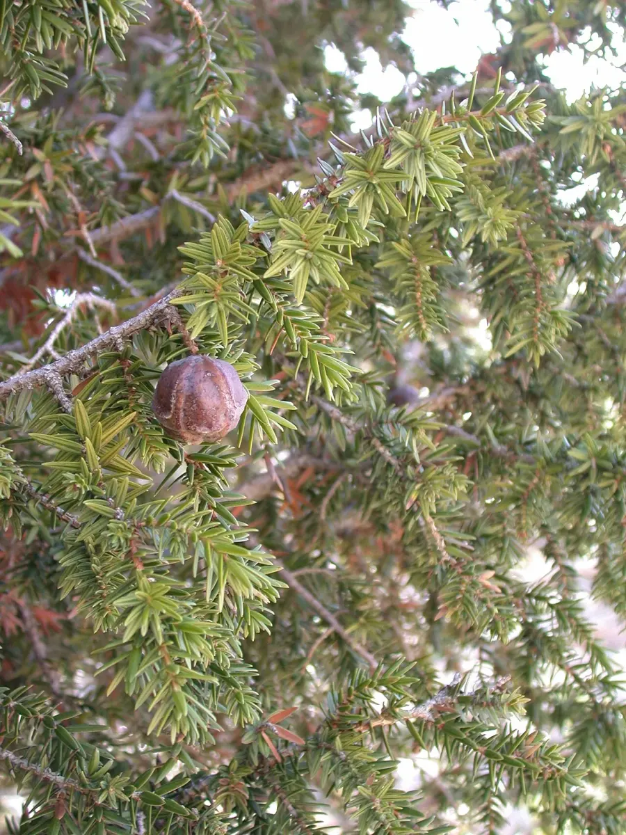 The Juniperus drupacea card