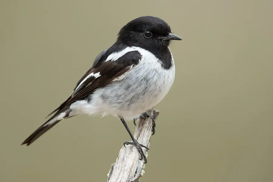 The Hooded robin card