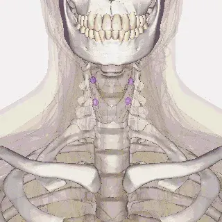 La carte Hypoparathyroïdie