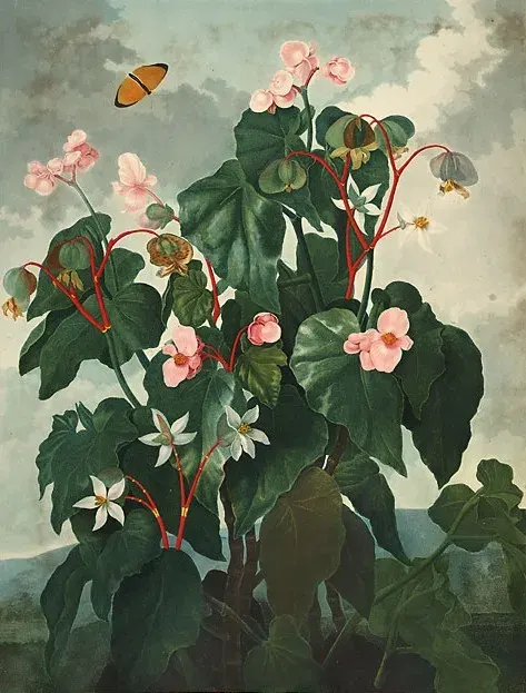The Begonia card
