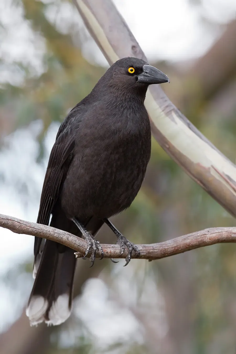 The Black currawong card