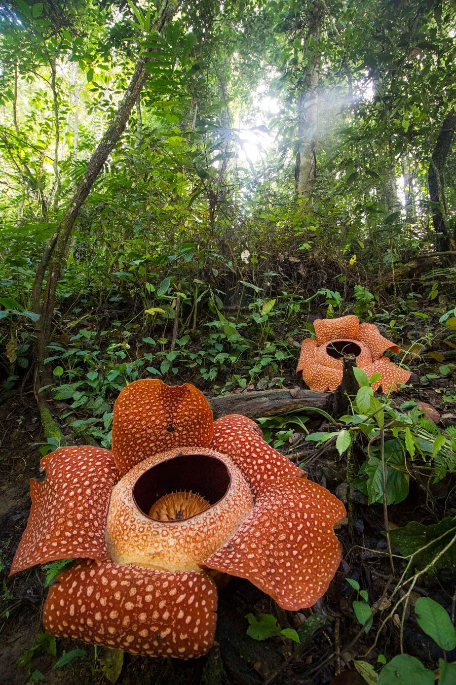 The Rafflesia card