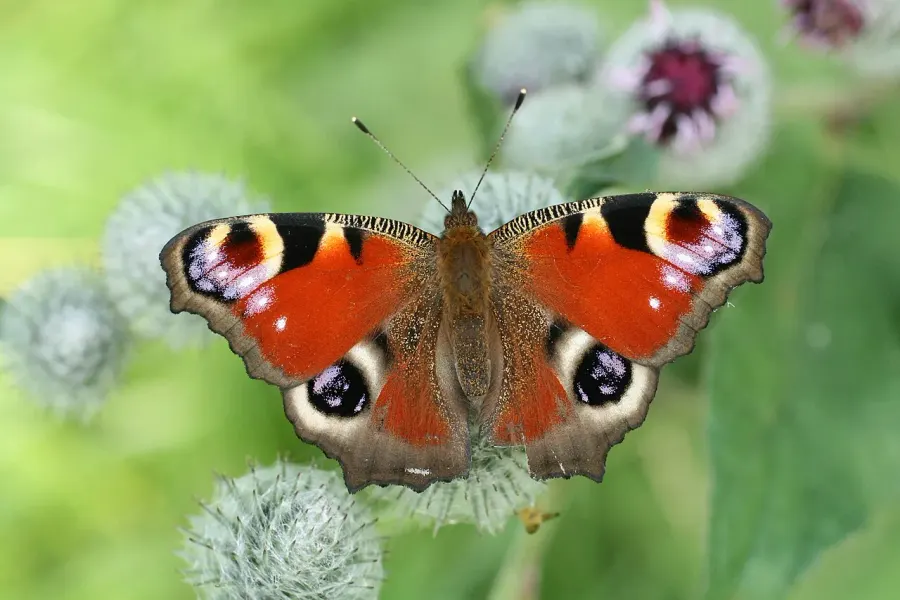 The Aglais io card