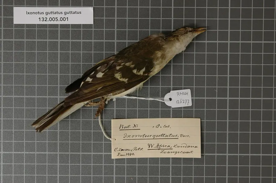 The Spotted greenbul card