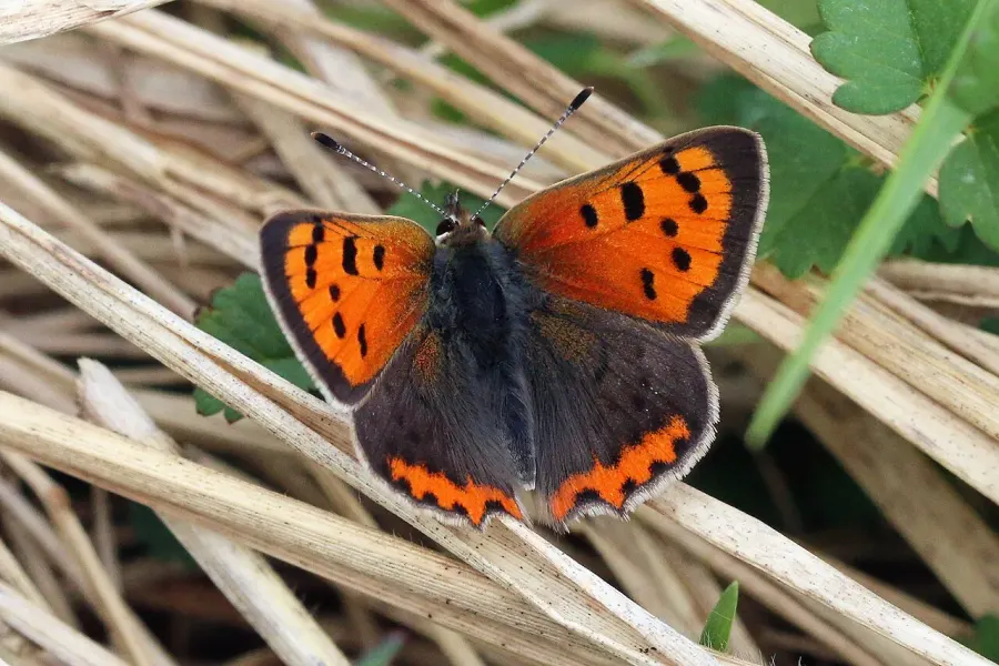 The Lycaenidae card
