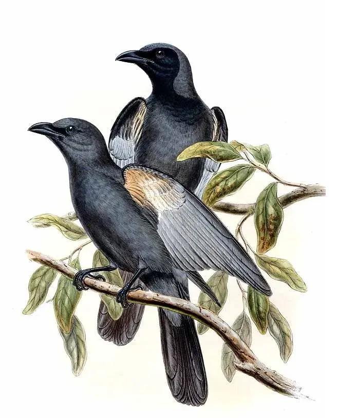 The Slaty cuckooshrike card