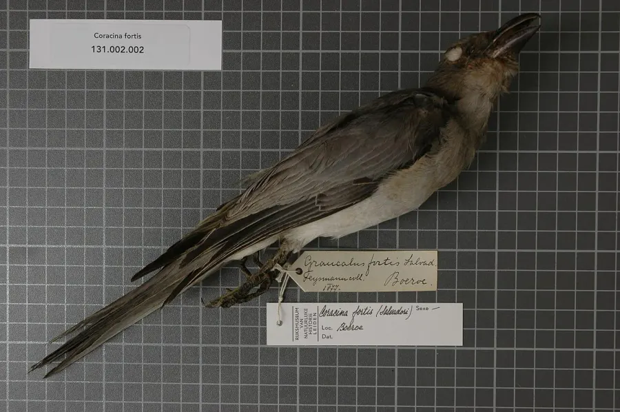 The Buru cuckooshrike card