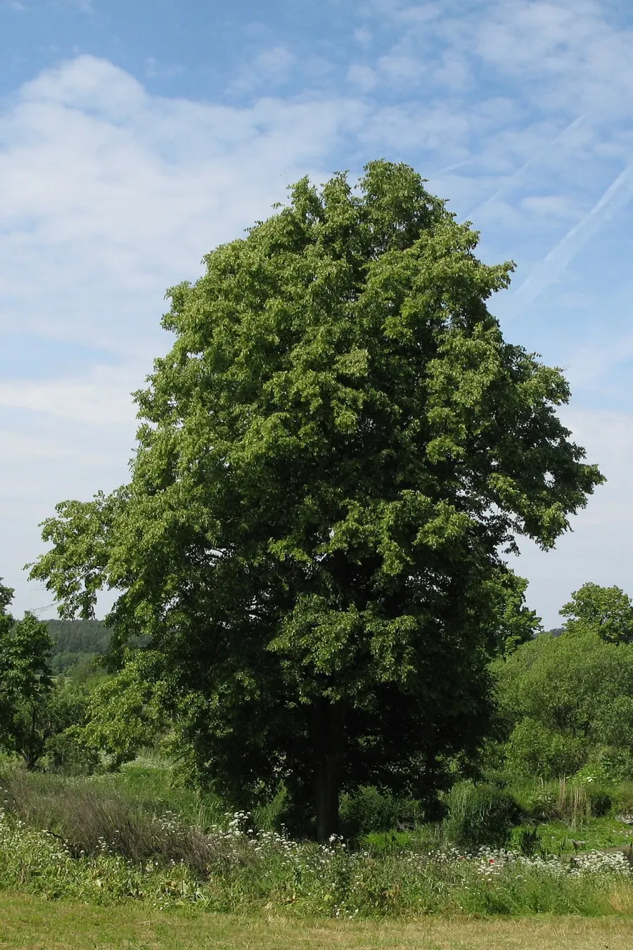 The Tilia cordata card