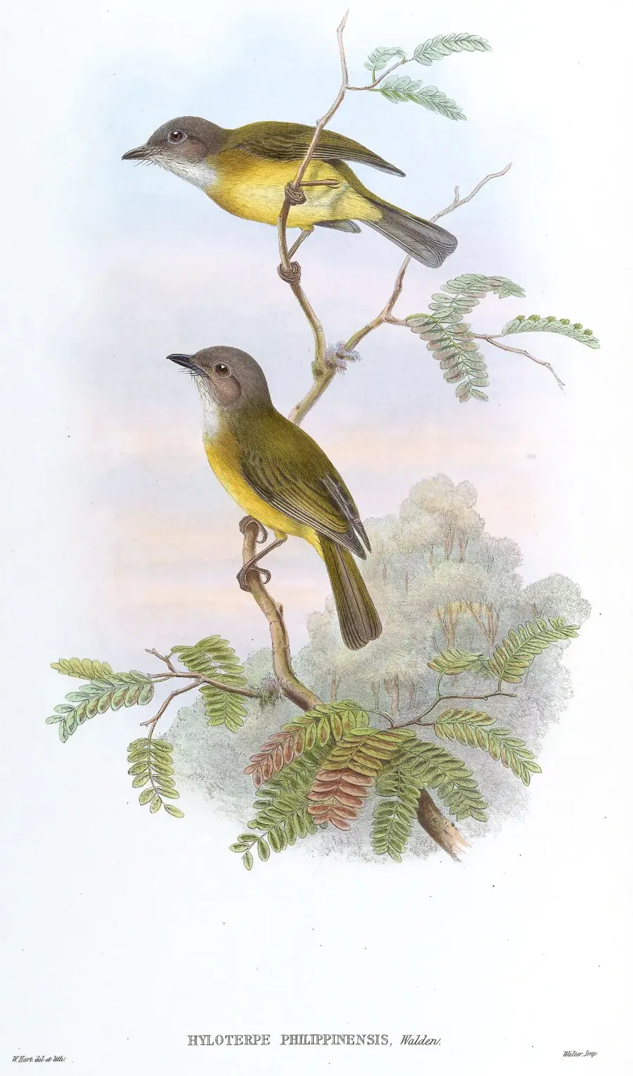 The Yellow-bellied whistler card