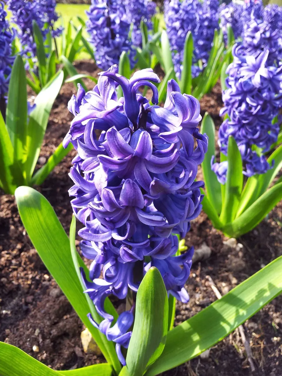 La carte Hyacinthus