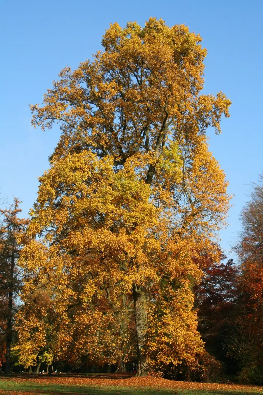 La carte Liriodendron tulipifera