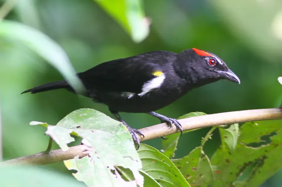 The Scarlet-browed tanager card
