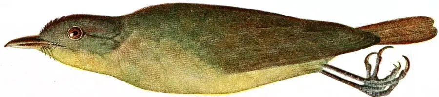 La carte Bulbul de Lorenz